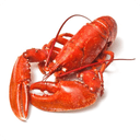 Fresh Seafood