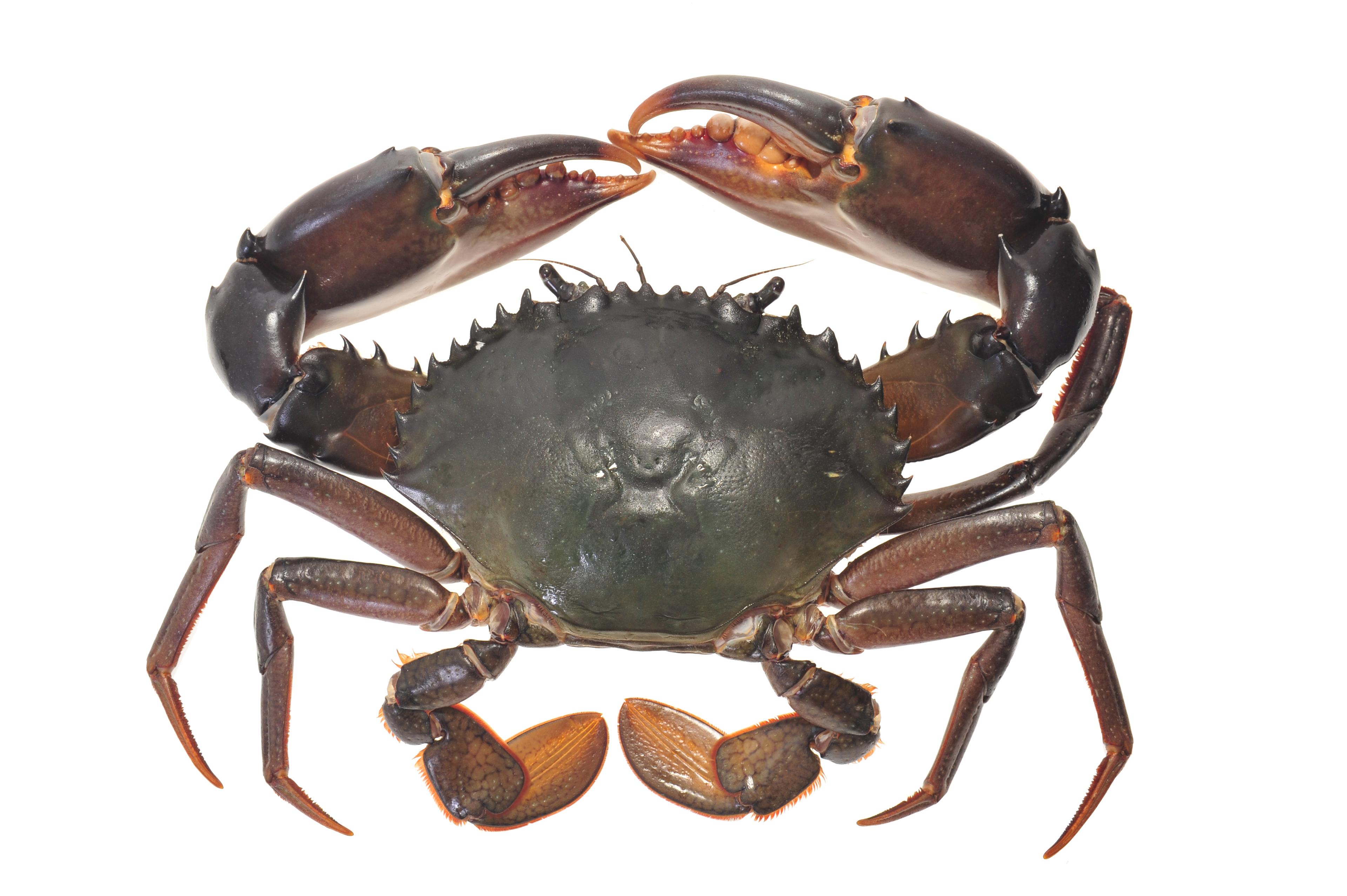 Live Crab