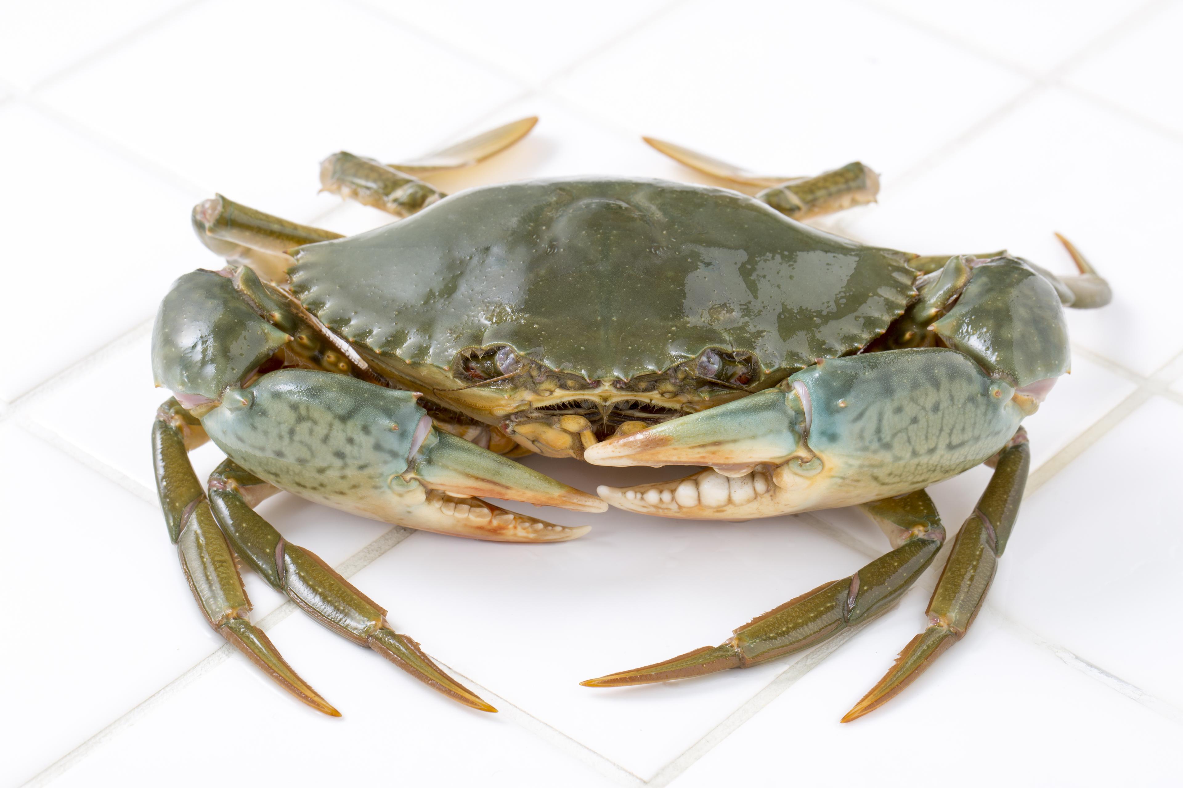 Mud Crab - Live Crab /Kg