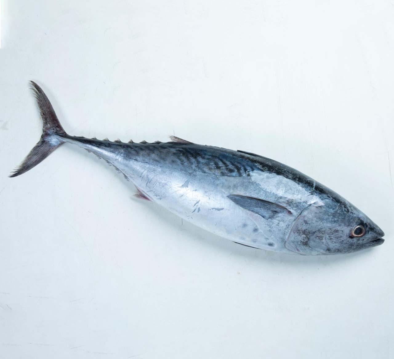 Fresh Tuna /Kg