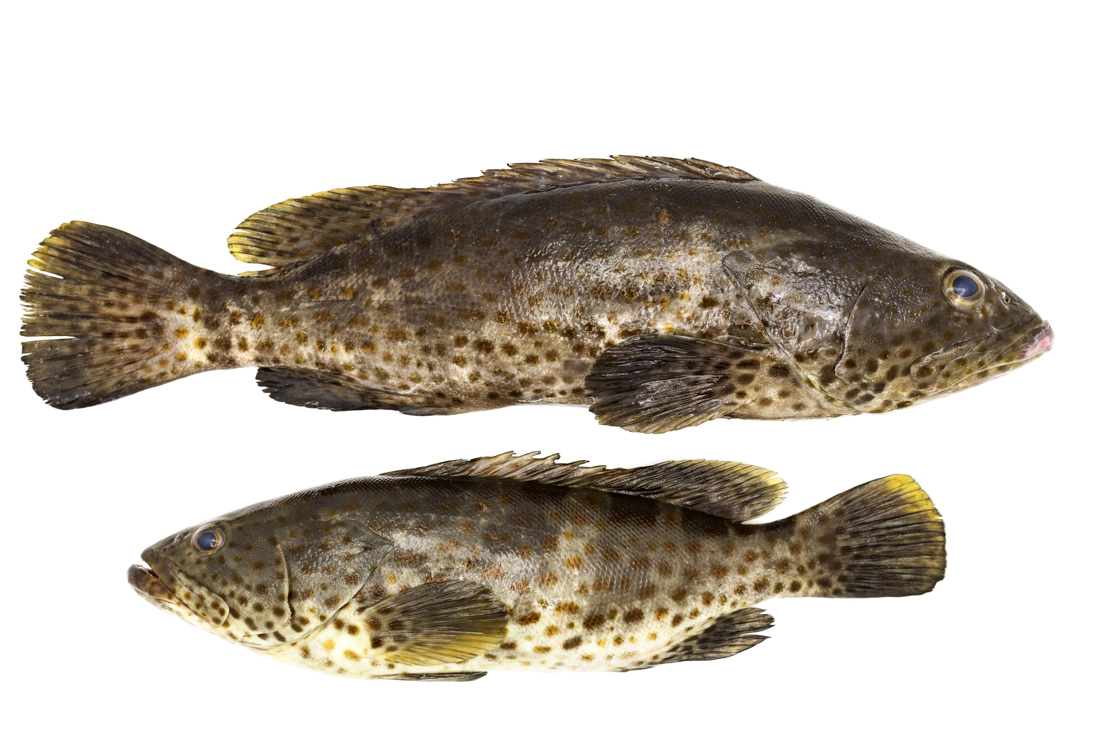 Premium Fresh Grouper Fish /Kg
