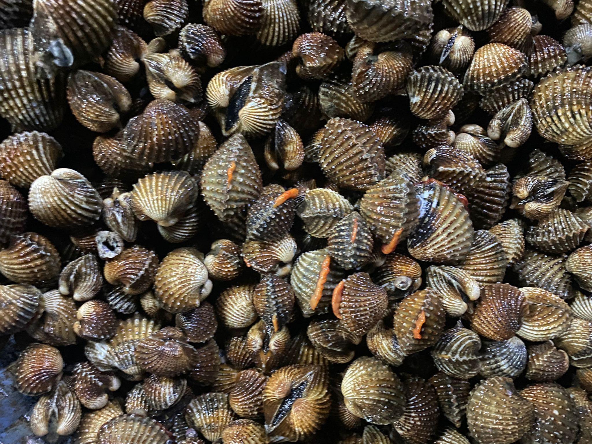 Anadara Granosa - Live Clam /Kg