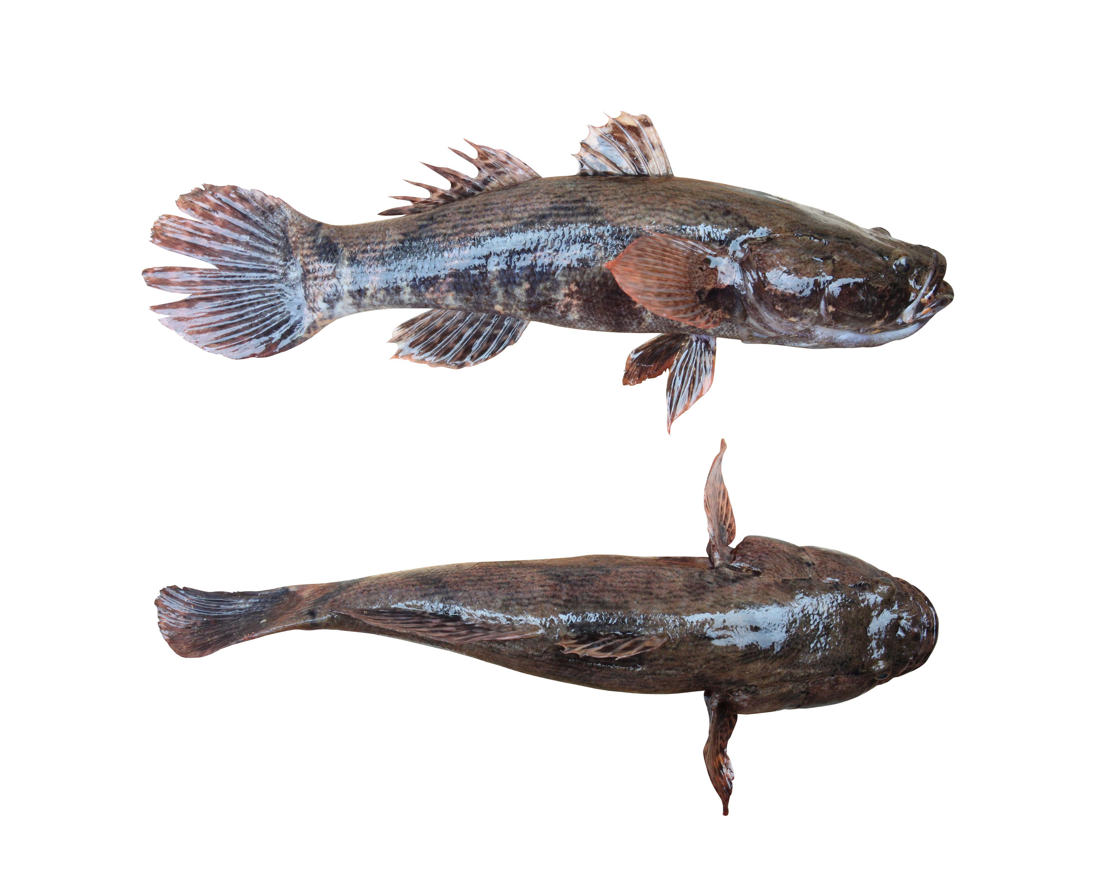 Live Marble Goby